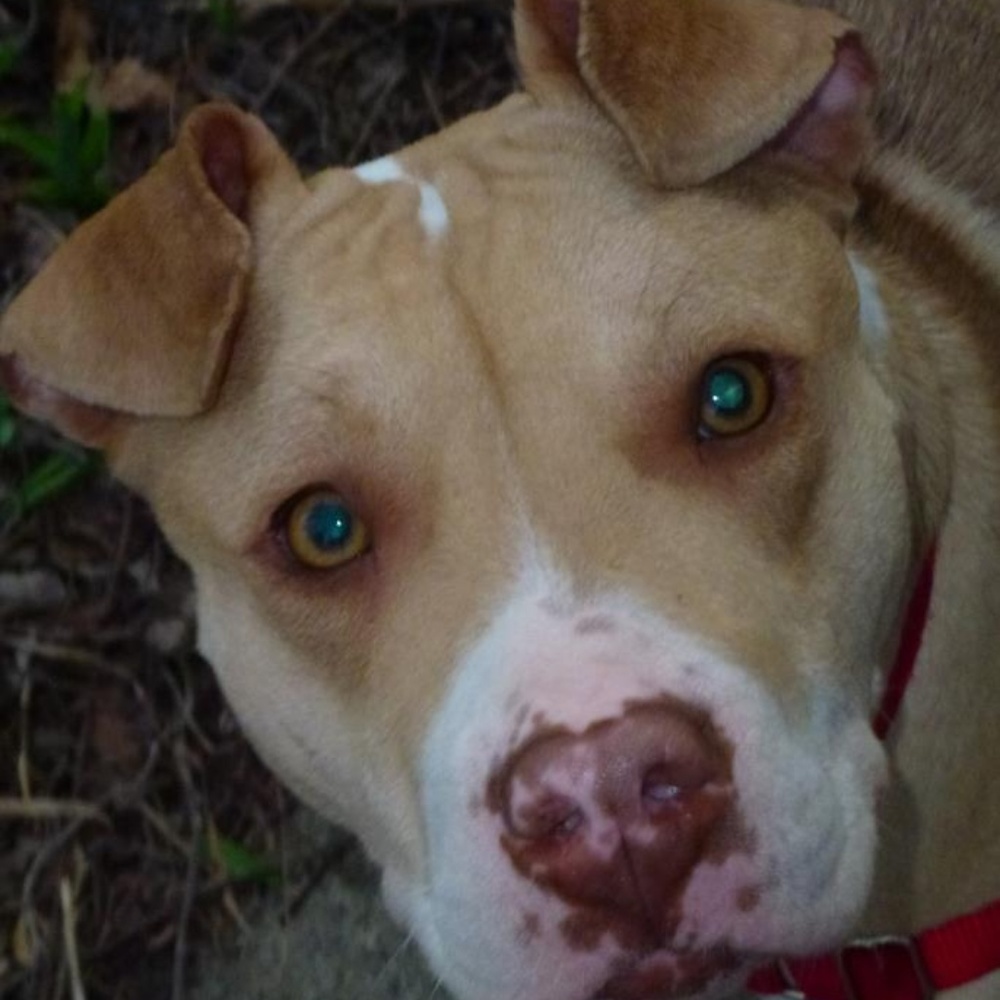 Meet your Posher, Louise